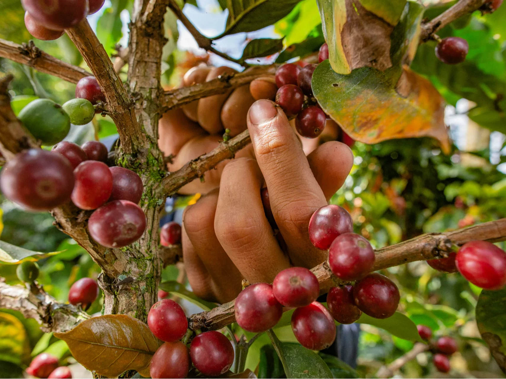 Sbohem, levné espresso: klimatické horko žene ceny kávy k historickým rekordům