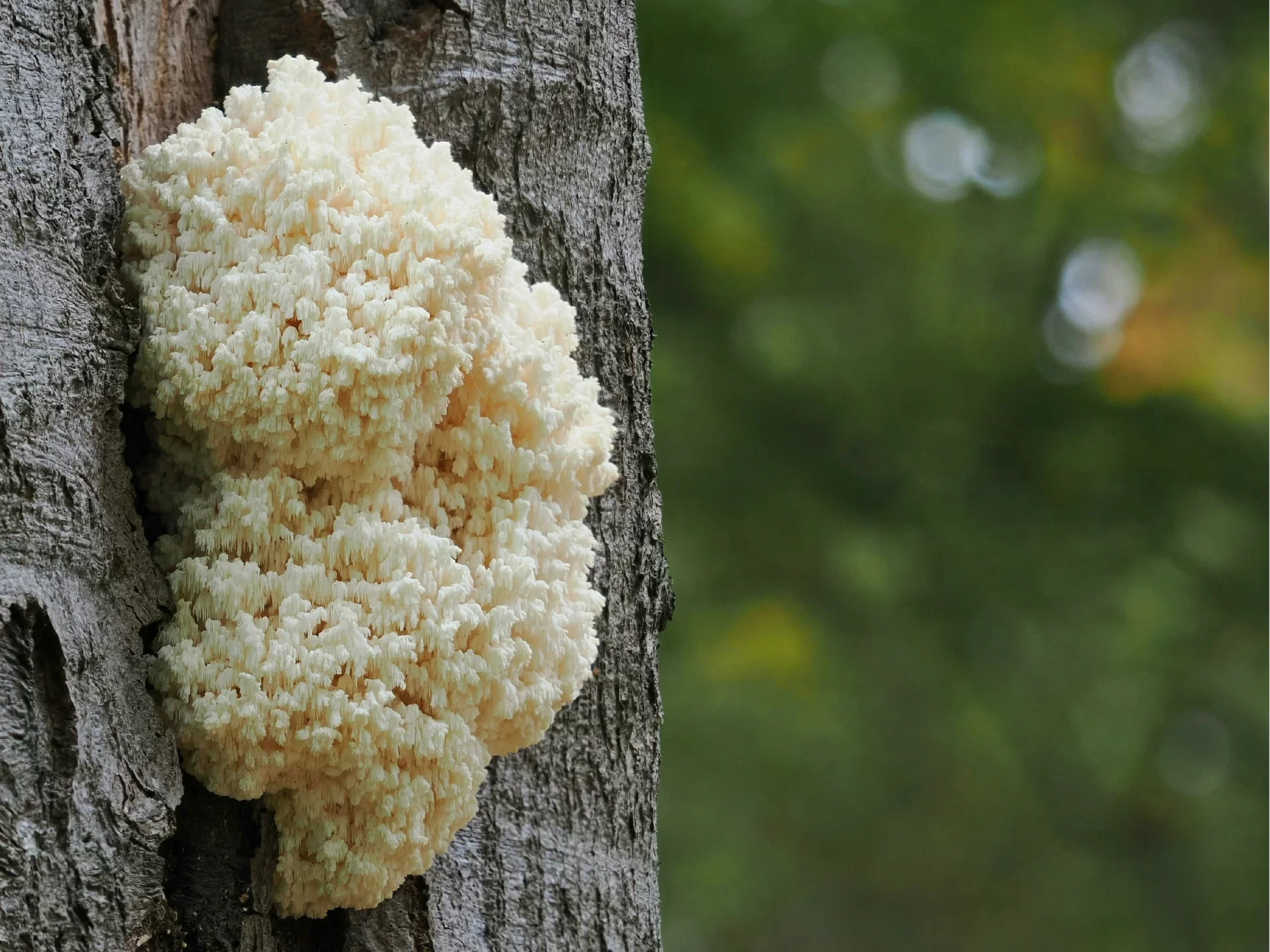 Korálovec ježatý nahrazuje maso i mořské plody. Z podivné houby se stává hit světových kuchyní