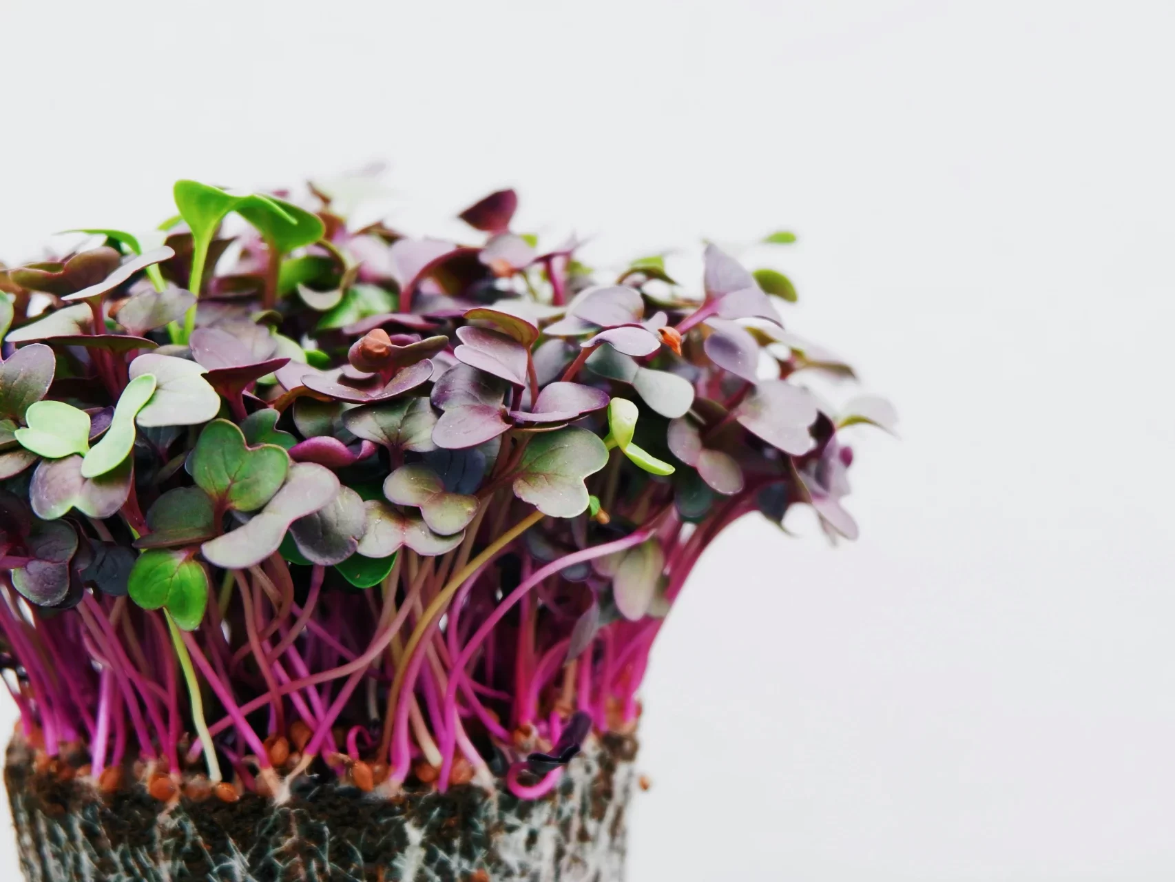 Z luxusní ozdoby byznys za miliardy. Trh s microgreens táhnou vertikální farmy i poptávka po vitamínech